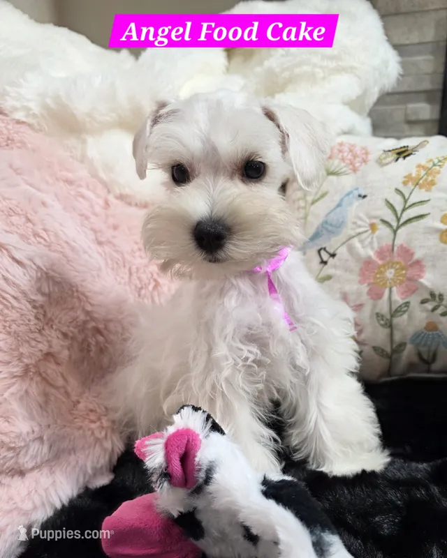 Angel Food Cake – Miniature Schnauzer puppy for sale in San Diego, CA