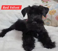 Red Velvet, a female Miniature Schnauzer for sale in San Diego, CA – 2 of 2