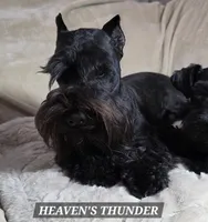 German Chocolate, a male Miniature Schnauzer for sale in San Diego, CA – 7 of 8