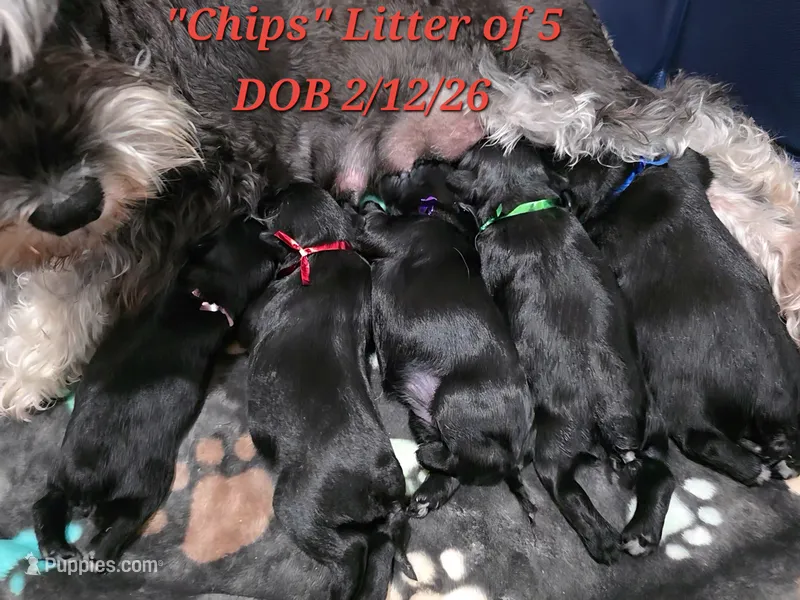 Dorito – Miniature Schnauzer puppy for sale in San Diego, CA