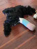 Ruffles , a female Miniature Schnauzer for sale in San Diego, CA – 3 of 5