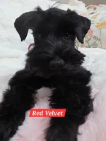Red Velvet, a female Miniature Schnauzer for sale in San Diego, CA – 1 of 2