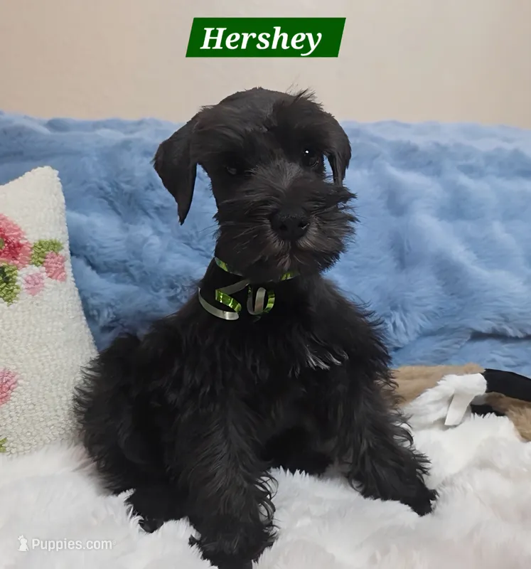 Hershey – Miniature Schnauzer puppy for sale in San Diego, CA