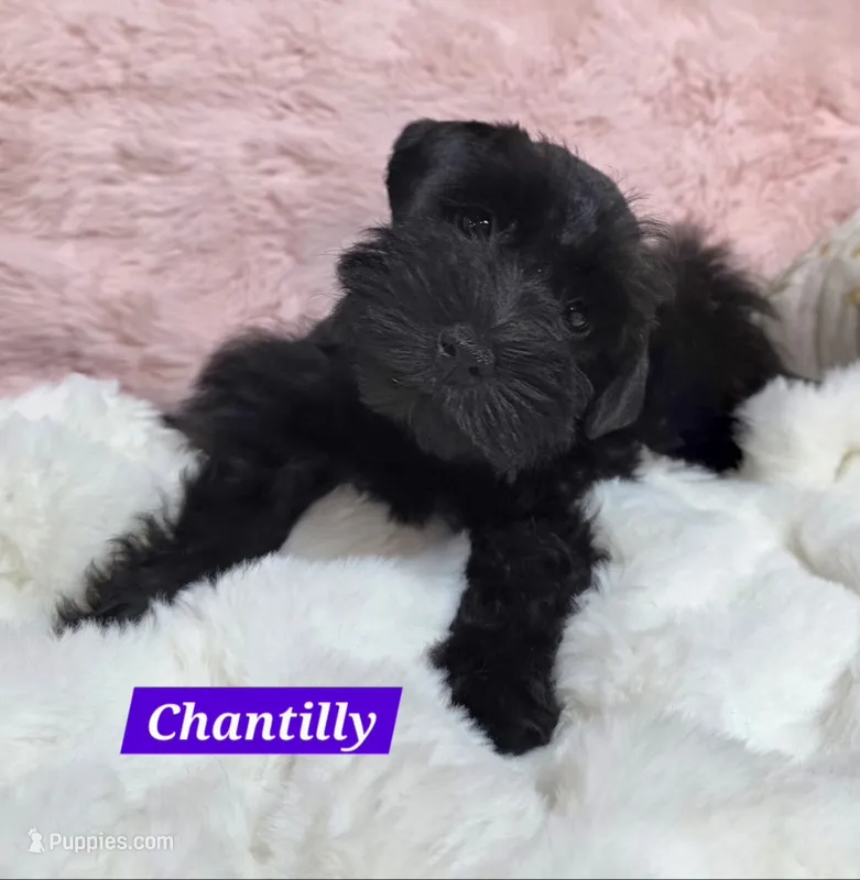 Chantilly – Miniature Schnauzer puppy for sale in San Diego, CA