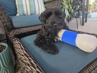 Ruffles , a female Miniature Schnauzer for sale in San Diego, CA – 2 of 5