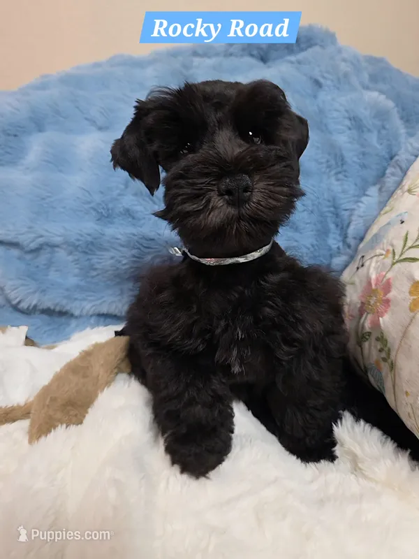 Rocky Road – Miniature Schnauzer puppy for sale in San Diego, CA
