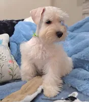German Chocolate, a male Miniature Schnauzer for sale in San Diego, CA – 2 of 2