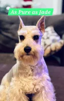 Snickers, a male Miniature Schnauzer for sale in San Diego, CA – 4 of 4