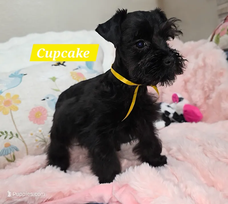 Cupcake – Miniature Schnauzer puppy for sale in San Diego, CA