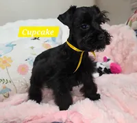 Cupcake, a female Miniature Schnauzer for sale in San Diego, CA – 1 of 1