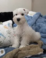 German Chocolate, a male Miniature Schnauzer for sale in San Diego, CA – 5 of 8