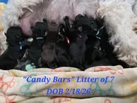 Mr. Good Bar, a male Miniature Schnauzer for sale in San Diego, CA – 2 of 4