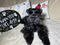 Tinkerbell, a female Miniature Schnauzer for sale in San Diego, CA – Photo 9 of 10