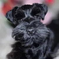 Tinkerbell, a female Miniature Schnauzer for sale in San Diego, CA – Photo 1 of 10