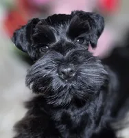 Tinkerbell, a female Miniature Schnauzer for sale in San Diego, CA – Photo 1 of 10