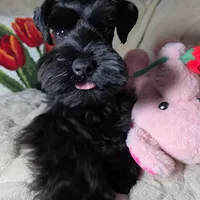 Tinkerbell, a female Miniature Schnauzer for sale in San Diego, CA – Photo 6 of 10