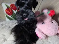 Tinkerbell, a female Miniature Schnauzer for sale in San Diego, CA – Photo 6 of 10