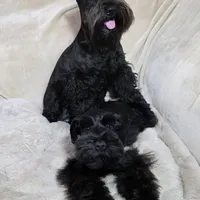 Tinkerbell, a female Miniature Schnauzer for sale in San Diego, CA – Photo 10 of 10