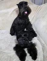 Tinkerbell, a female Miniature Schnauzer for sale in San Diego, CA – Photo 10 of 10