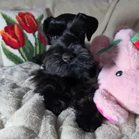 Tinkerbell, a female Miniature Schnauzer for sale in San Diego, CA – Photo 4 of 10