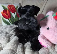 Tinkerbell, a female Miniature Schnauzer for sale in San Diego, CA – Photo 4 of 10