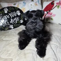 Tinkerbell, a female Miniature Schnauzer for sale in San Diego, CA – Photo 8 of 10