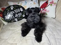 Tinkerbell, a female Miniature Schnauzer for sale in San Diego, CA – Photo 8 of 10