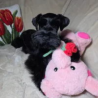Tinkerbell, a female Miniature Schnauzer for sale in San Diego, CA – Photo 5 of 10