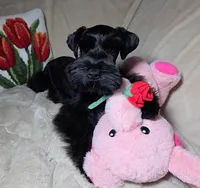 Tinkerbell, a female Miniature Schnauzer for sale in San Diego, CA – Photo 5 of 10