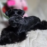Tinkerbell, a female Miniature Schnauzer for sale in San Diego, CA – Photo 7 of 10