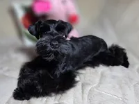 Tinkerbell, a female Miniature Schnauzer for sale in San Diego, CA – Photo 7 of 10