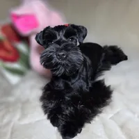 Tinkerbell, a female Miniature Schnauzer for sale in San Diego, CA – Photo 2 of 10