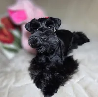 Tinkerbell, a female Miniature Schnauzer for sale in San Diego, CA – Photo 2 of 10