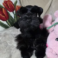 Tinkerbell, a female Miniature Schnauzer for sale in San Diego, CA – Photo 3 of 10