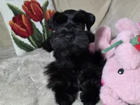 Tinkerbell, a female Miniature Schnauzer for sale in San Diego, CA – Photo 3 of 10