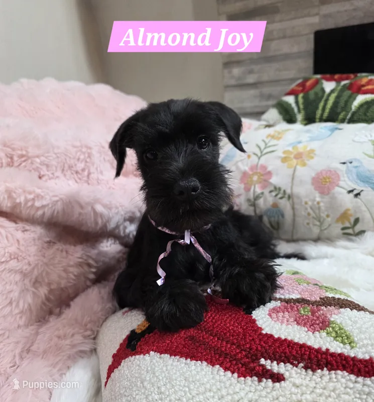 Almond Joy – Miniature Schnauzer puppy for sale in San Diego, CA