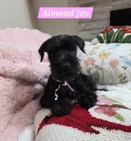 Almond Joy, a male Miniature Schnauzer for sale in San Diego, CA – 1 of 4