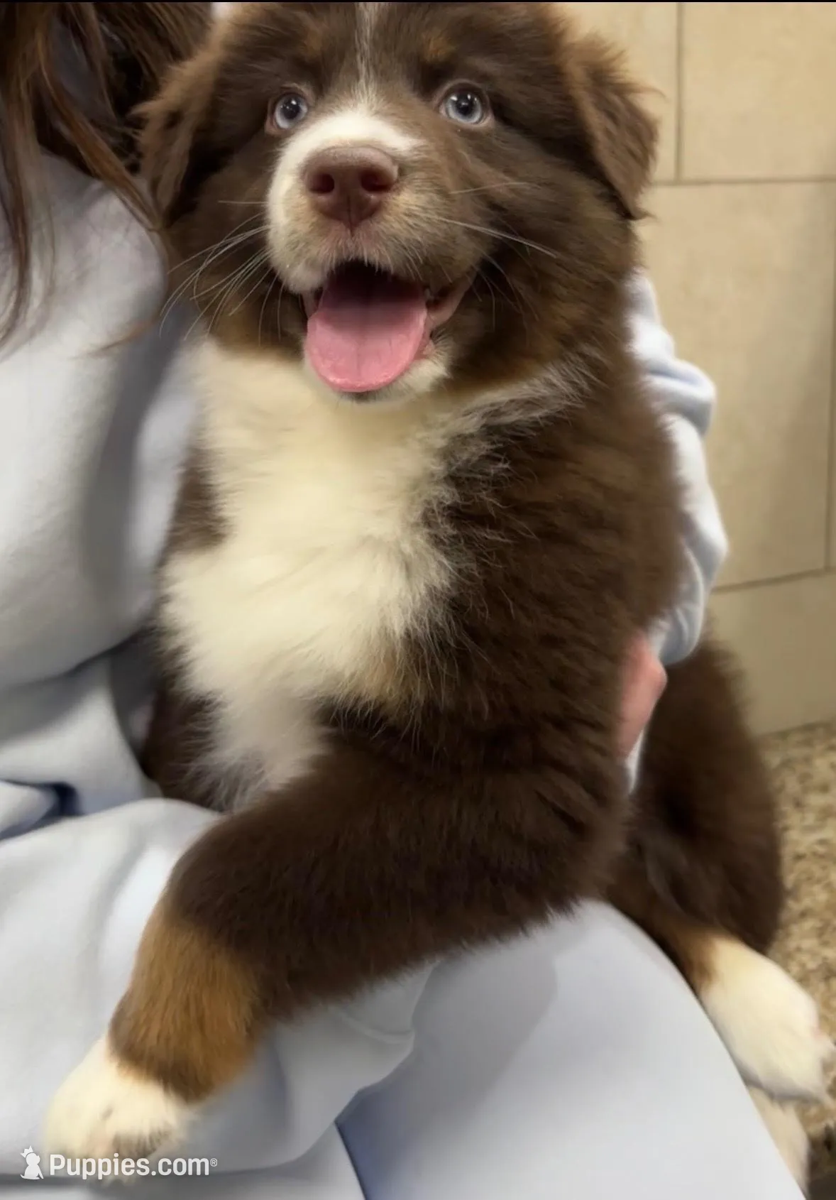 Blue, a male Australian Shepherd for sale in Hiram, GA – Photo 3 of 6