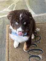 Blue, a male Australian Shepherd for sale in Hiram, GA – Photo 2 of 6