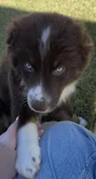 Blue, a male Australian Shepherd for sale in Hiram, GA – Photo 1 of 6