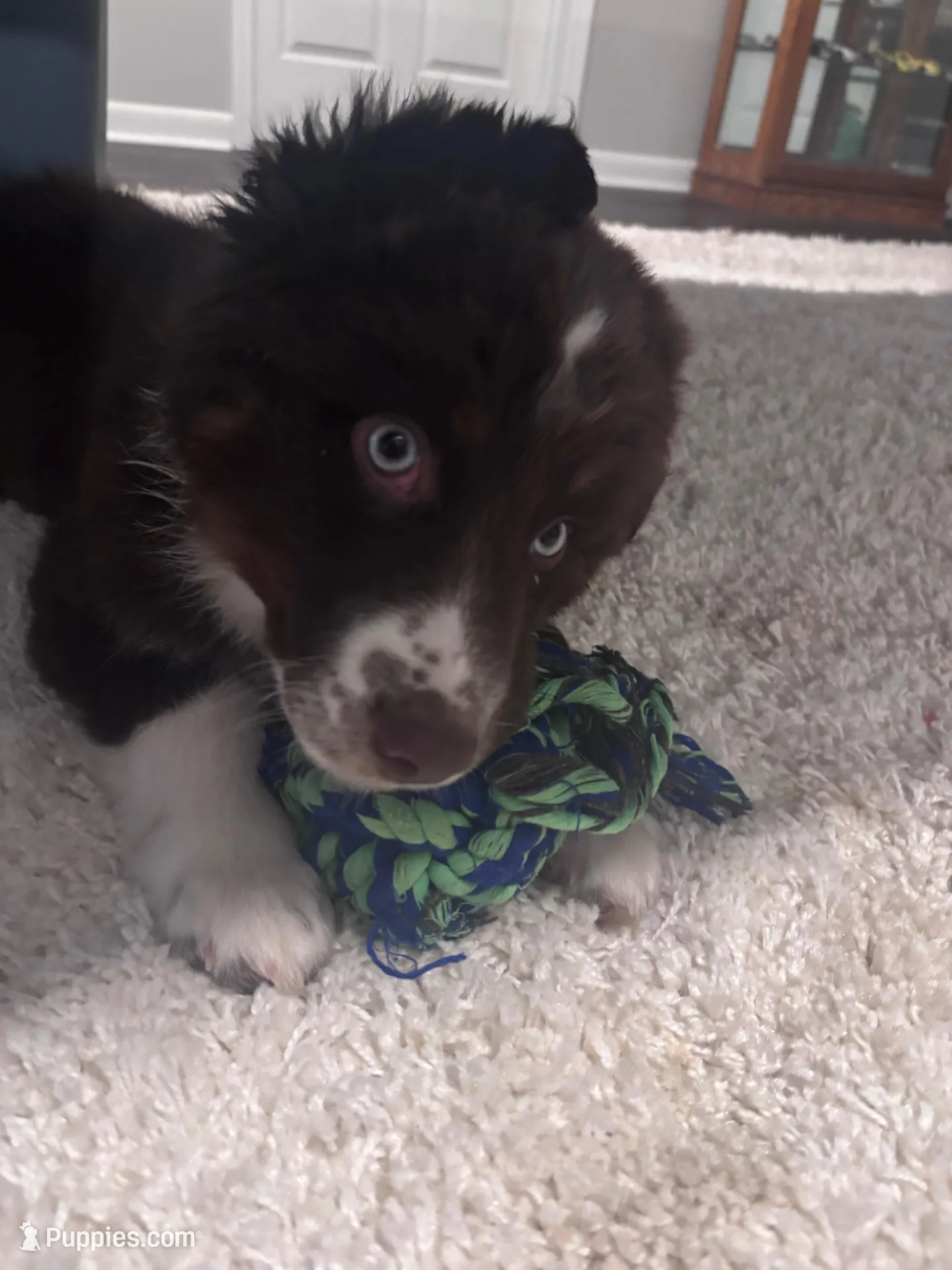 Blue, a male Australian Shepherd for sale in Hiram, GA – Photo 5 of 6