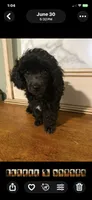 Male Toy Poodle , a male Poodle - Toy  for sale in Ville Platte, LA – 3 of 5