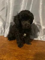 Male Toy Poodle , a male Poodle - Toy  for sale in Ville Platte, LA – 5 of 5