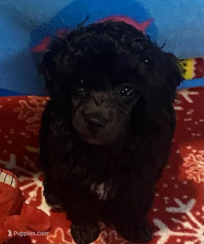 Male Toy Poodle  – Poodle - Toy  puppy for sale in Ville Platte, LA
