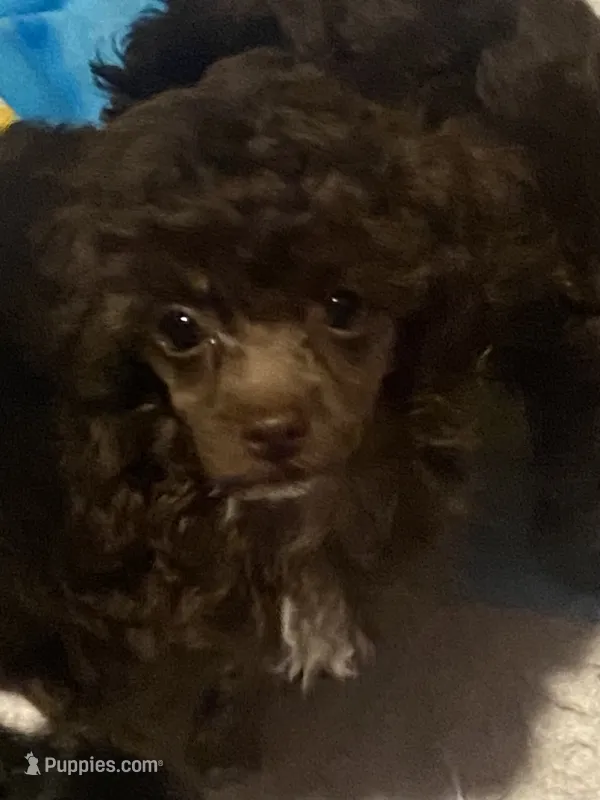Male Toy poodle – Poodle - Toy  puppy for sale in Ville Platte, LA