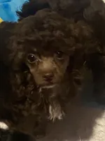 Male Toy poodle, a male Poodle - Toy  for sale in Ville Platte, LA – 1 of 7