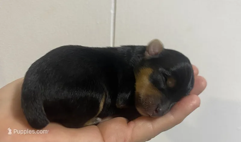 F1bb Yorkiepoo  – Yorkipoo puppy for sale in Ville Platte, LA