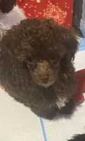 Male Toy poodle, a male Poodle - Toy  for sale in Ville Platte, LA – 6 of 7