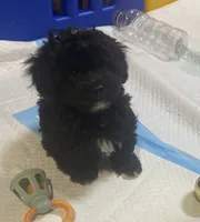 Male Toy poodle, a male Poodle - Toy  for sale in Ville Platte, LA – 4 of 6