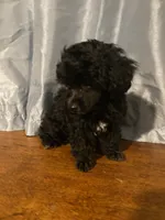 Male Toy Poodle , a male Poodle - Toy  for sale in Ville Platte, LA – 2 of 5